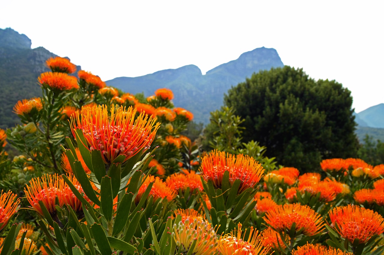 Pincushion proteas