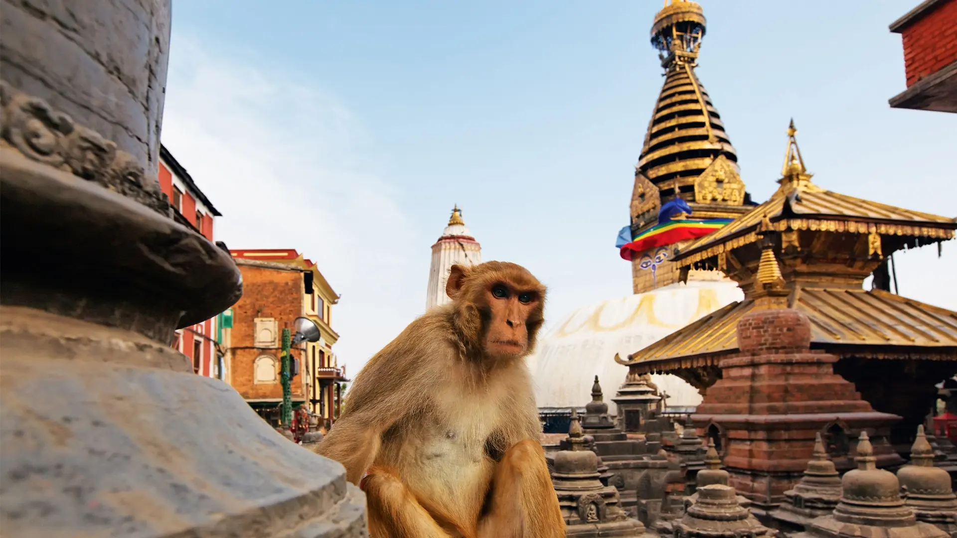 Monkey at Swayambhunath Temple