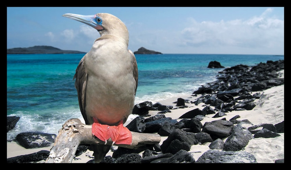 A red-footed booby in the Galapagos (credit Mike Shepherd)