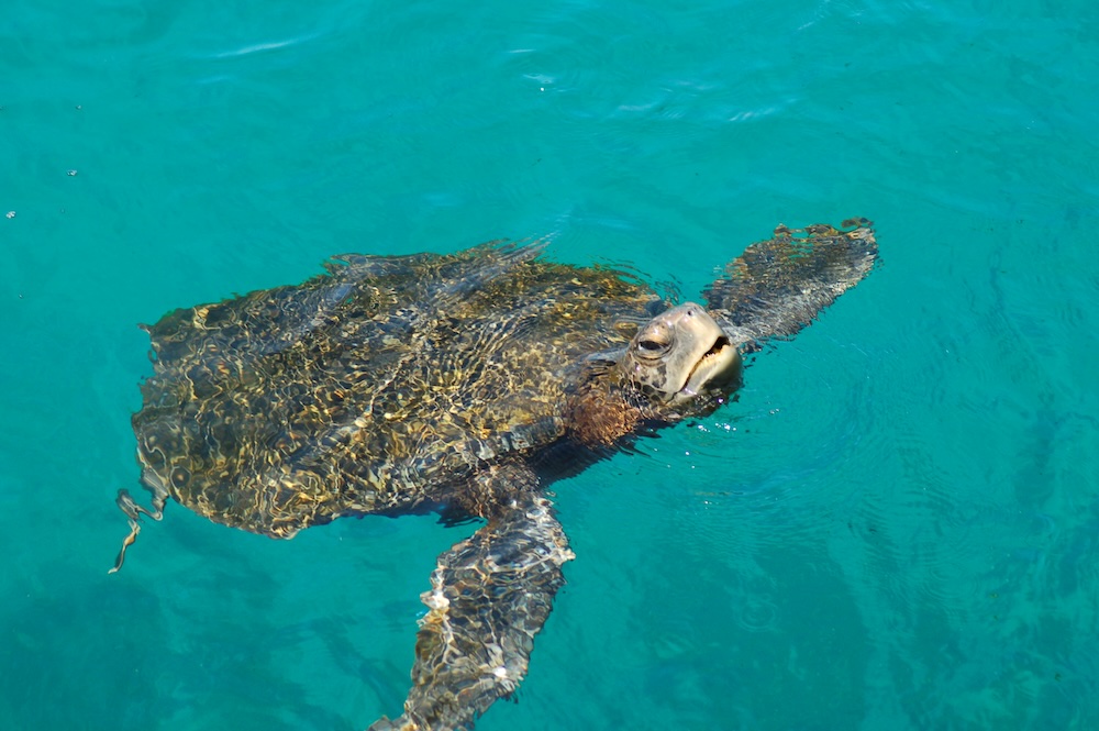 Swim with turtles in the Galapagos
