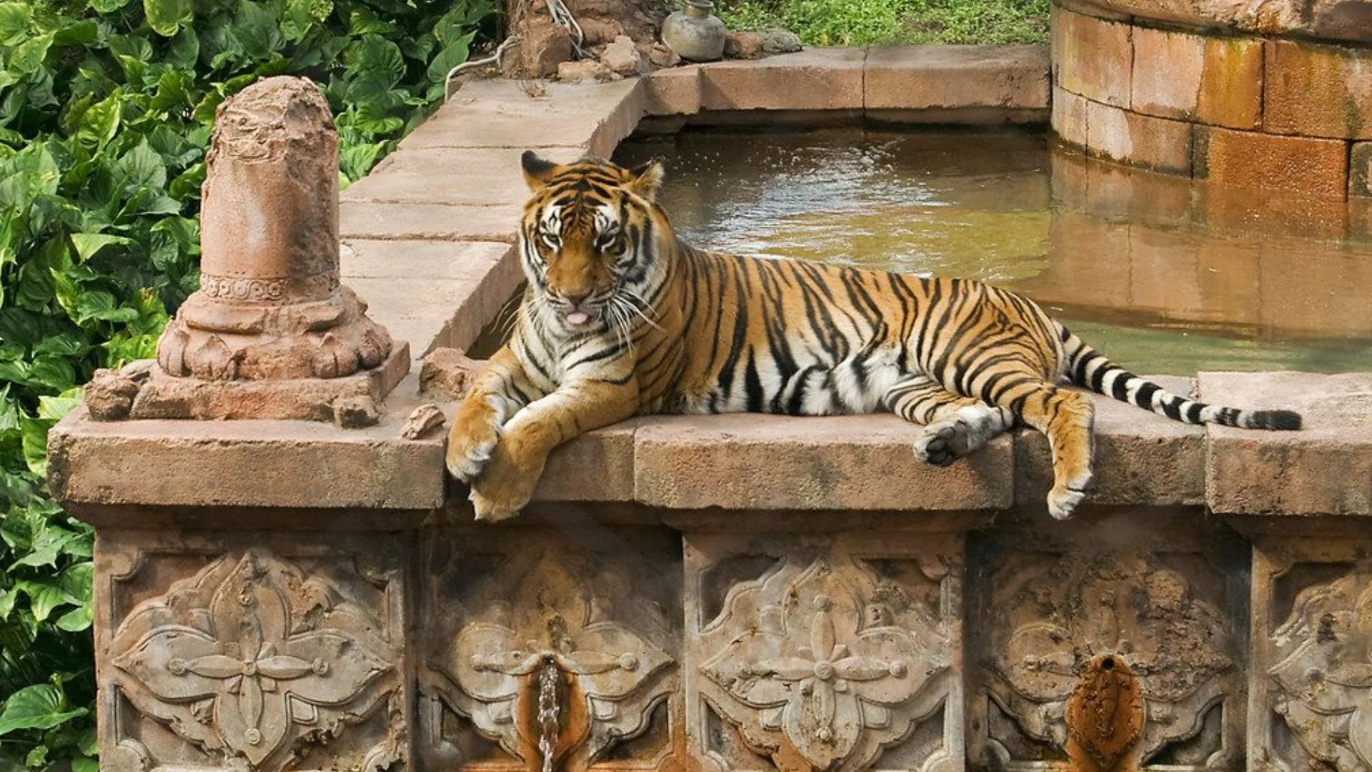Tiger, Ranthambore National Park