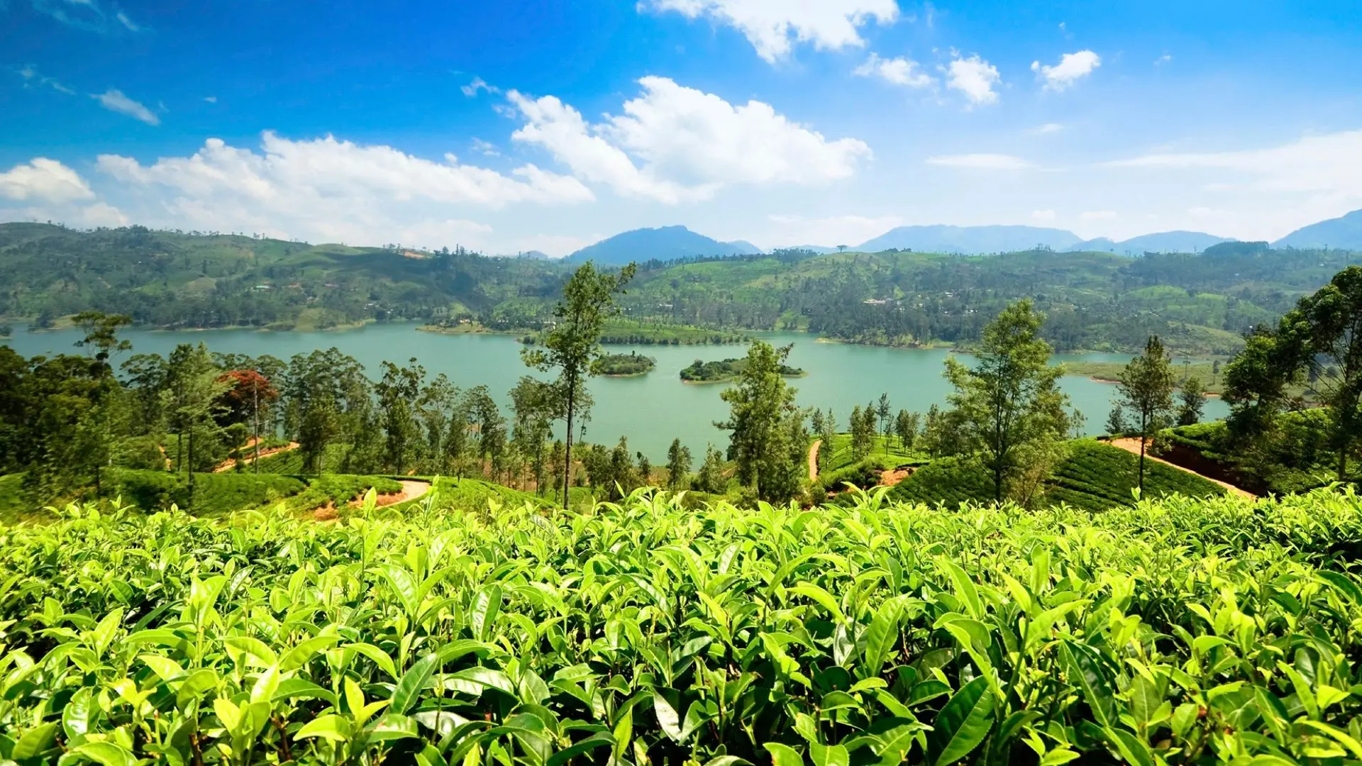 A tea plantation in Nuwara Eliya