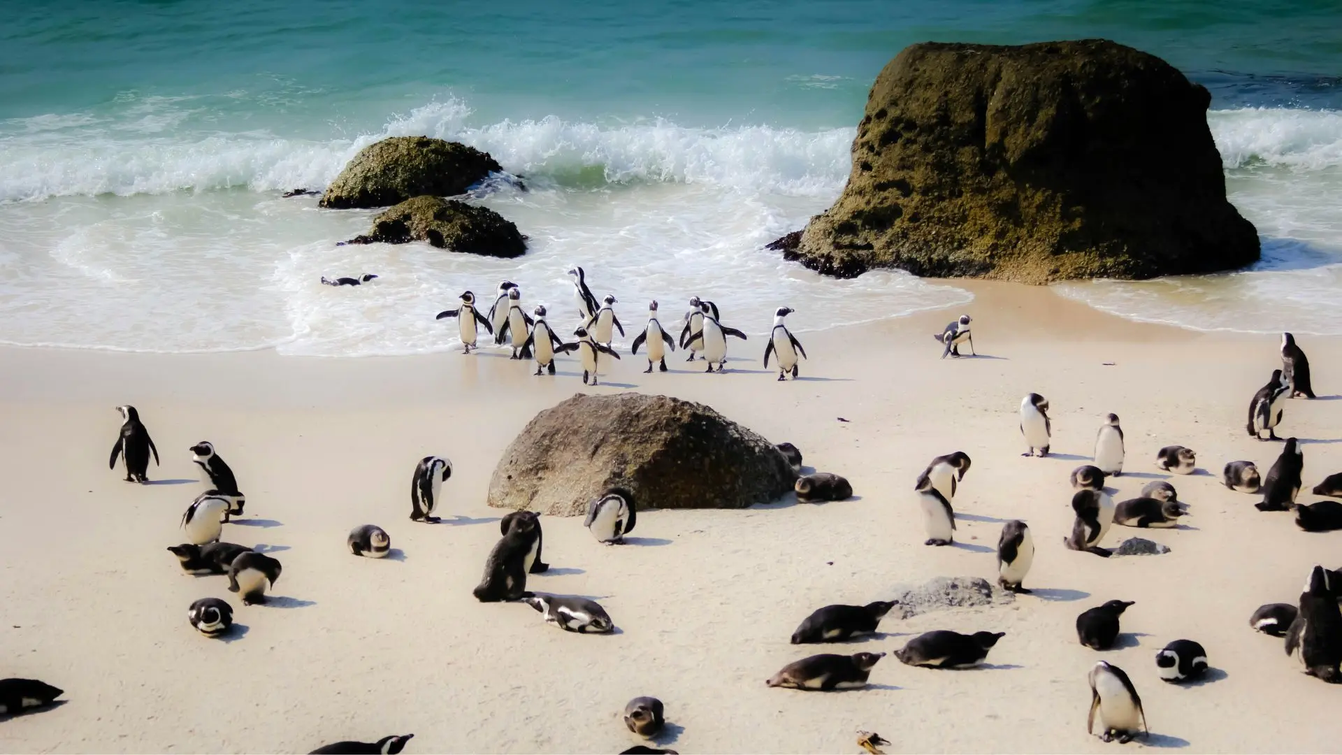 Penguins at Boulders Beach, Cape Town