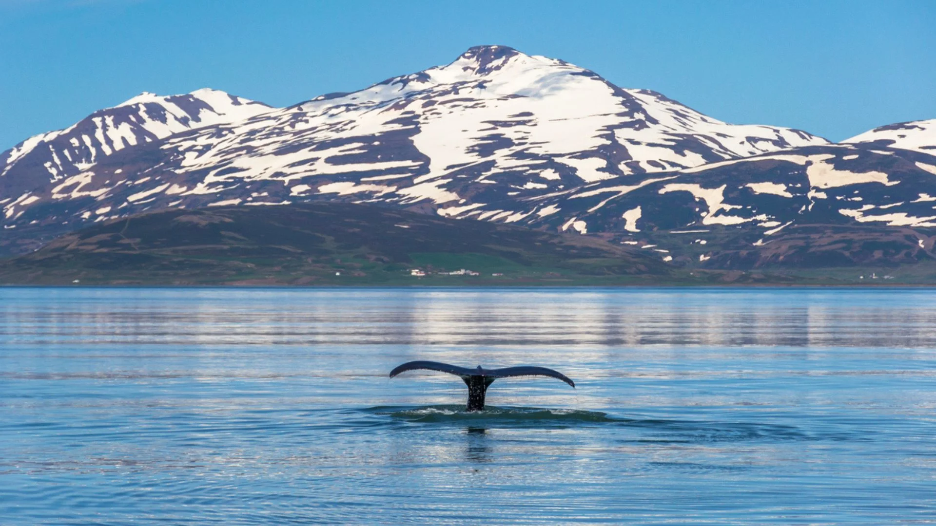 Whale tail in the Eyjafjordur Fjord, near Akureyri in Iceland