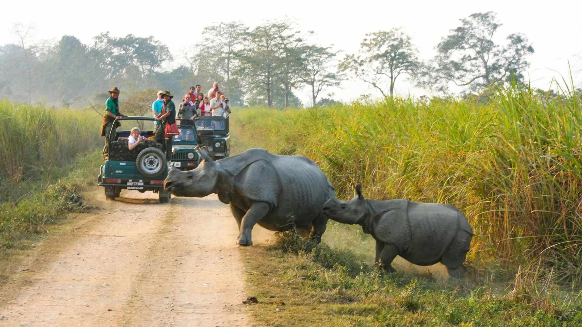 One-horned rhino in Kaziranga