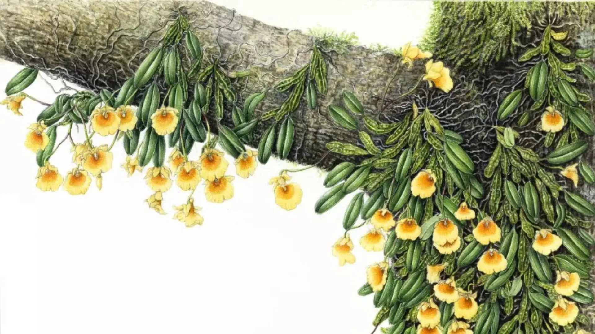 Watercolour of Dendrobium jenkinsii, by botanical artist Hemlata Pradhan whose studio you will visit.