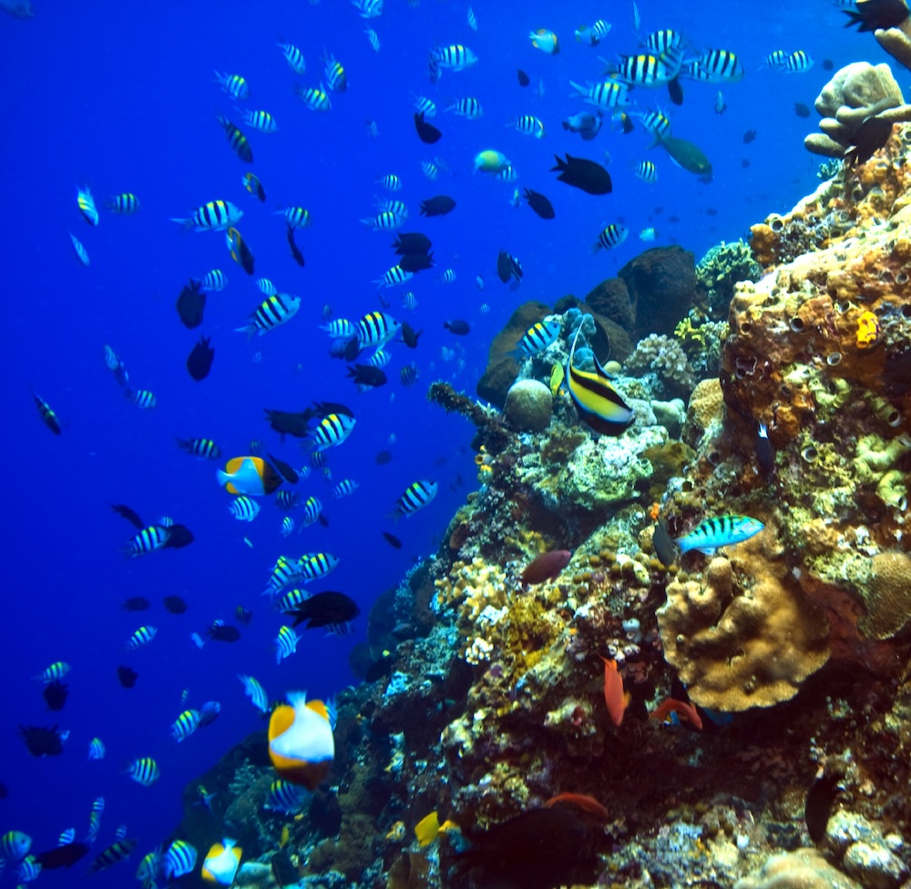 Bunaken Marine Reserve