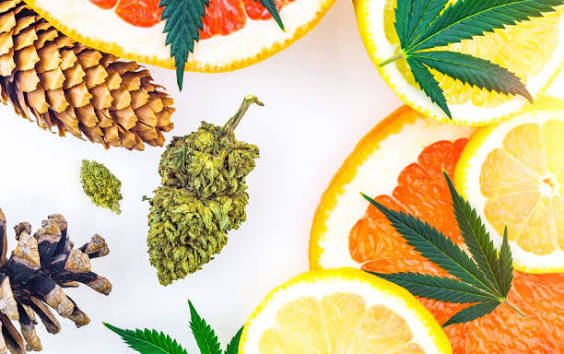 The Most Common Cannabis Terpenes Explained