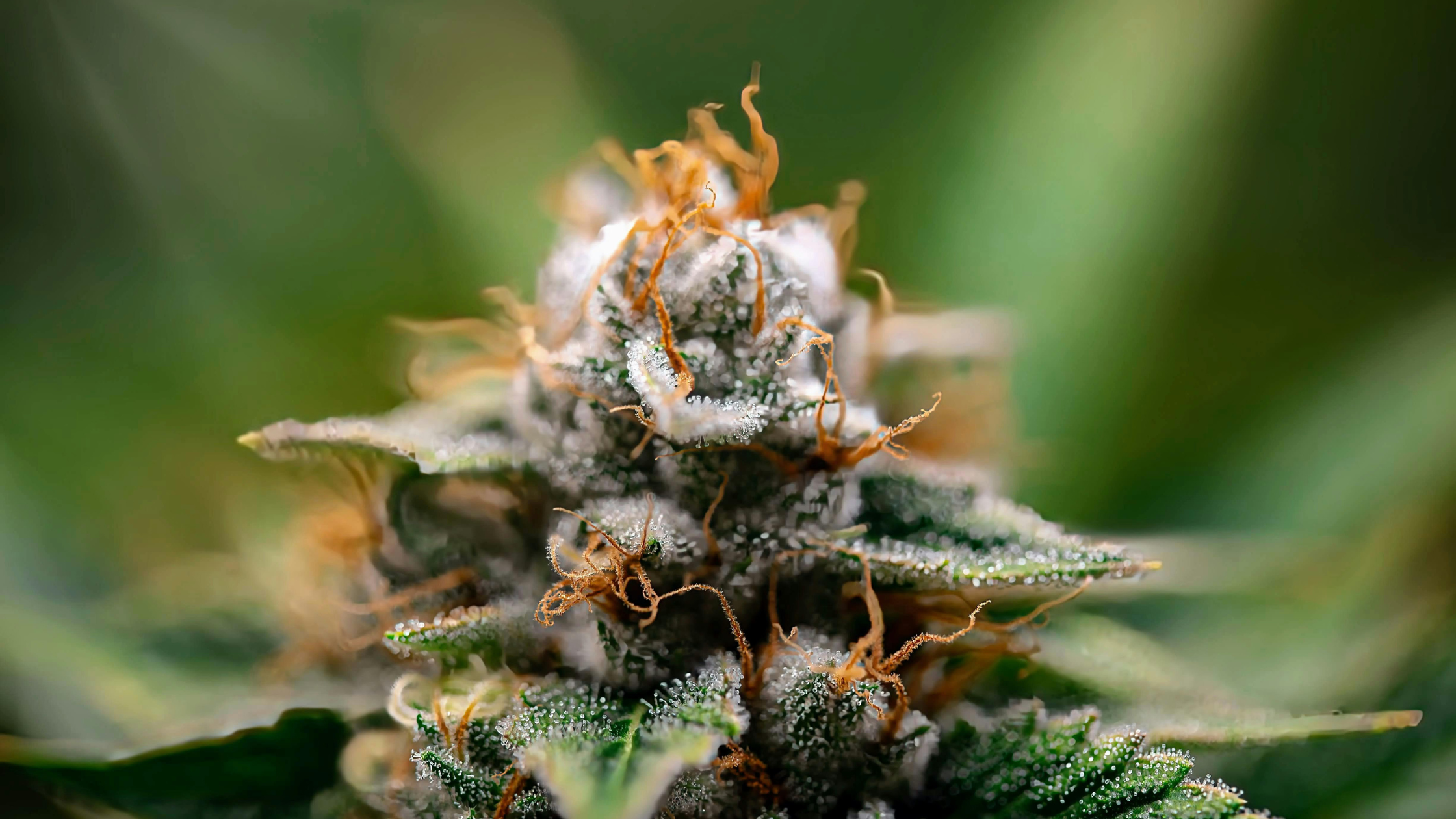 What Are Terpenes? A Quick Guide to Aroma, Flavor, and Effects