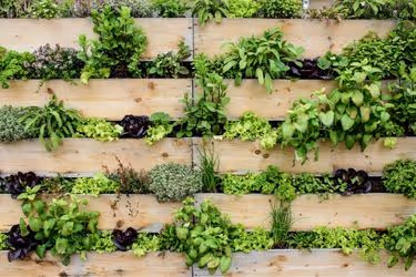Vertical Garden