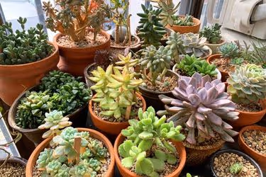 Collection of succulents