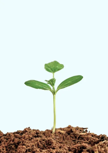 A young sapling