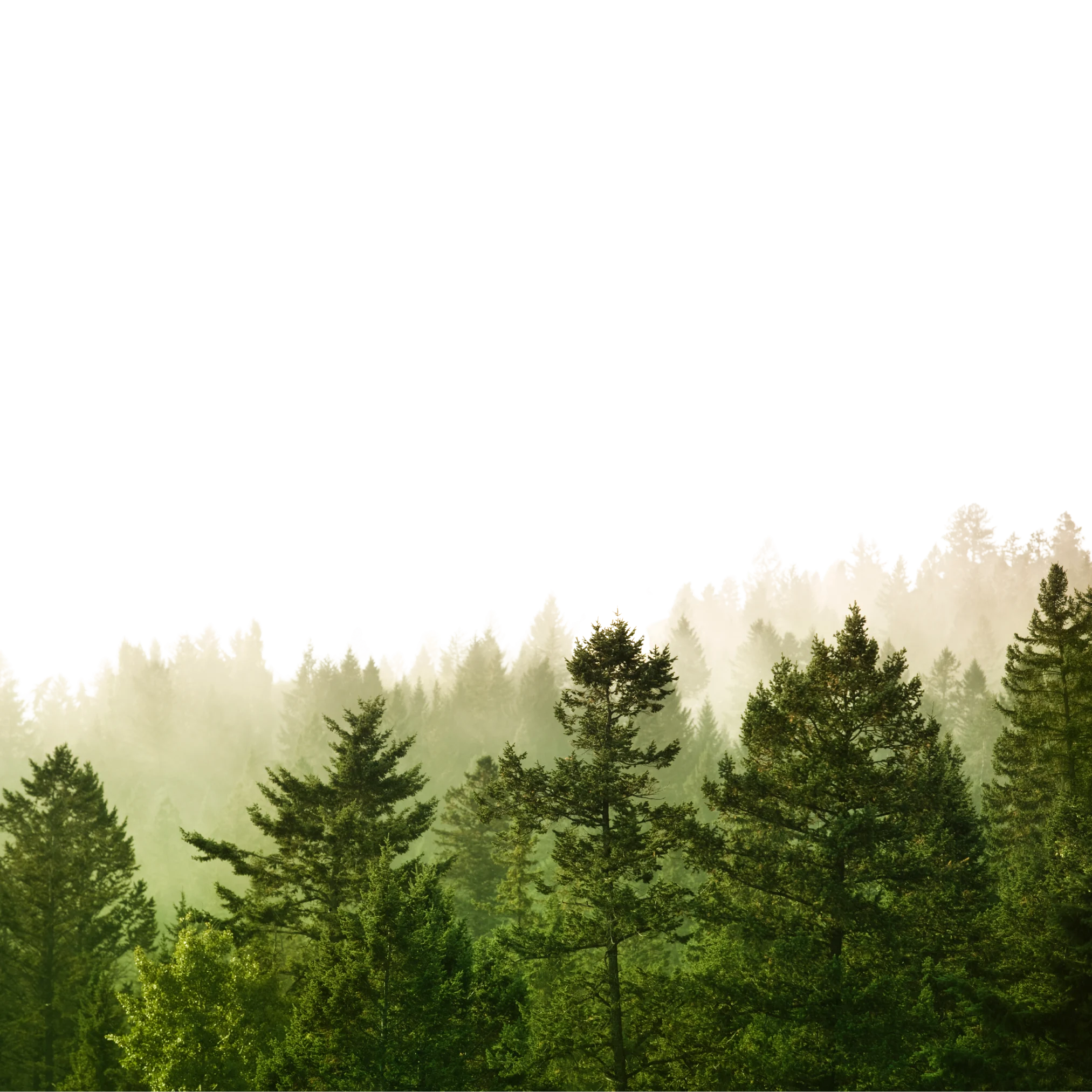Sunlit green pine forest
