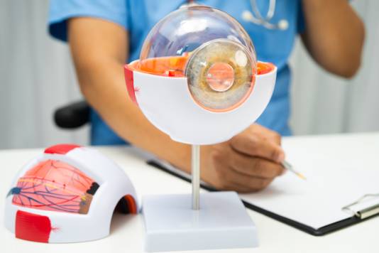 maqueta de retina como apoyo de retinologo en méxico