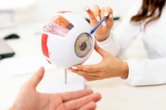 retinólogo en mexico explicando maqueta de ojo