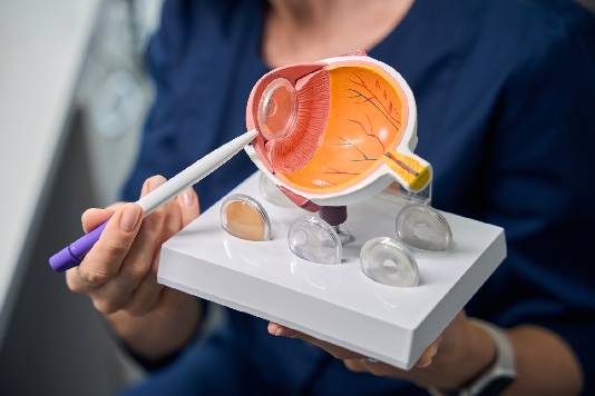 desprendimiento de retina en modelo físico