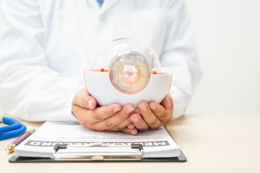 especialista en retinas sosteniendo un modelo de un ojo