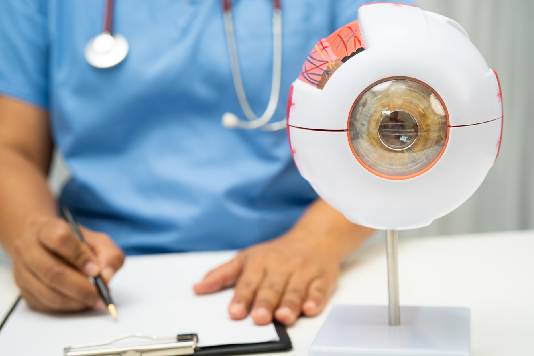 especialista en retinología con un modelo de ojo
