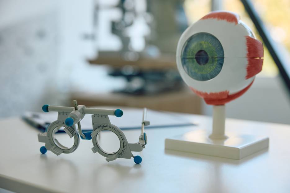 modelo de ojo en un consultorio