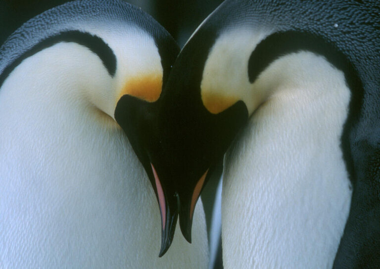 March of the Penguins – an emperor penguin pair