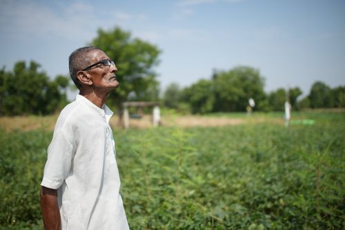 Manilkara hexandra tree in the middle of a farm