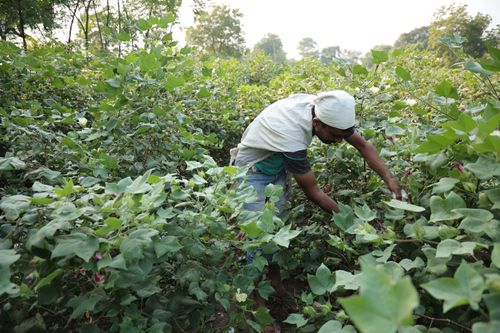 A Materra cotton farmer picks regenerative cotton in a field