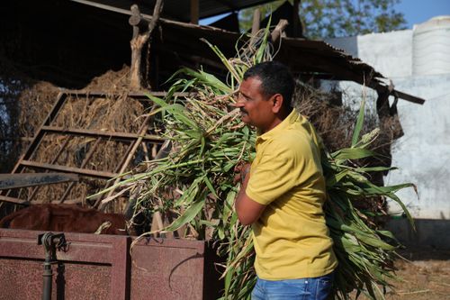 Farmer carrying feed for animals