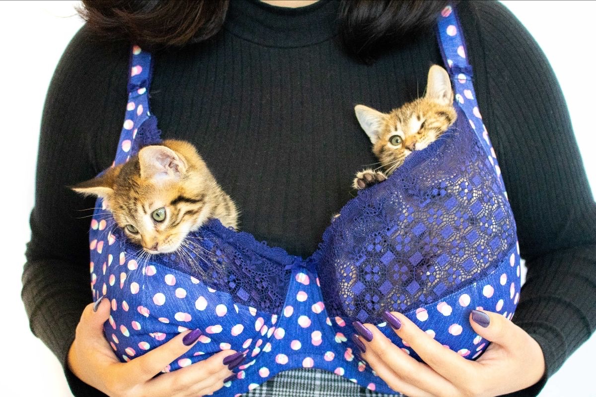 Kittens in a bra
