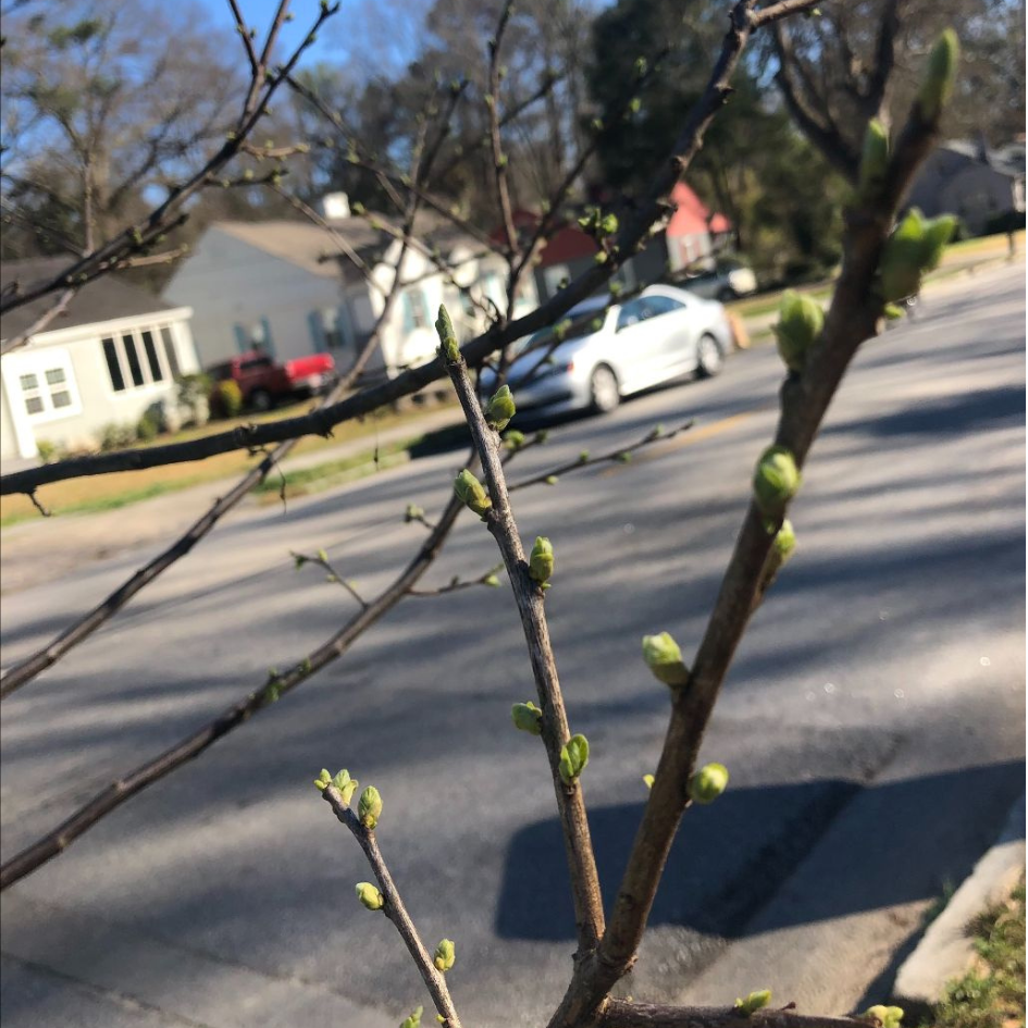 A photo of a tree in bloom