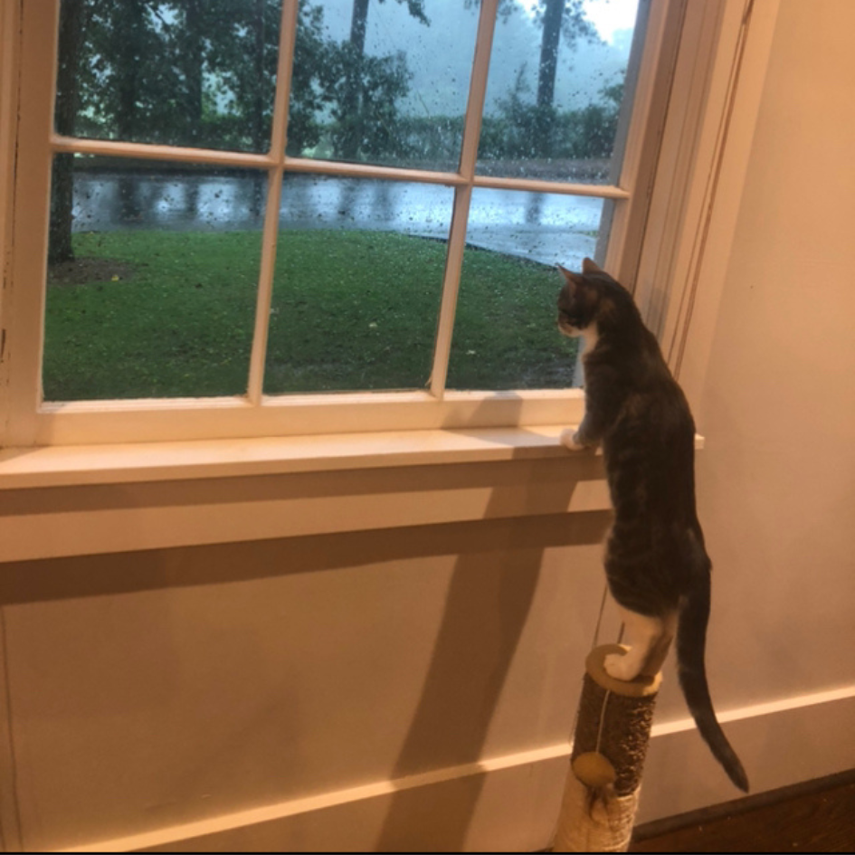 A cat looking out a window