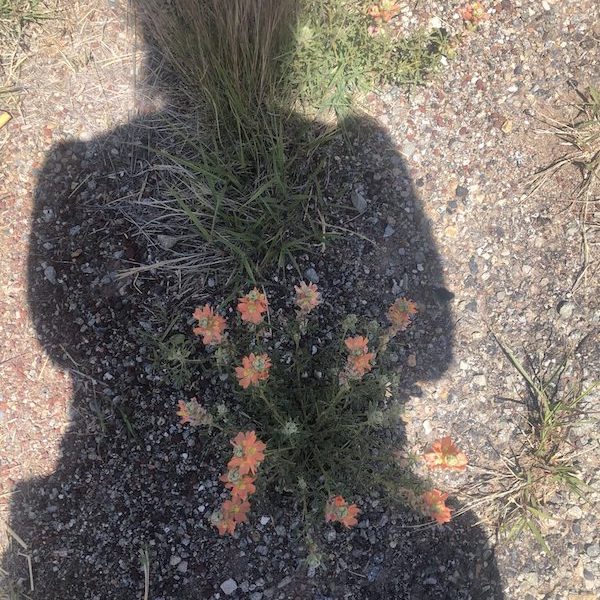 Jenette's shadow over some flowers