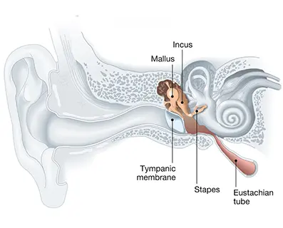 diagram of the middle ear