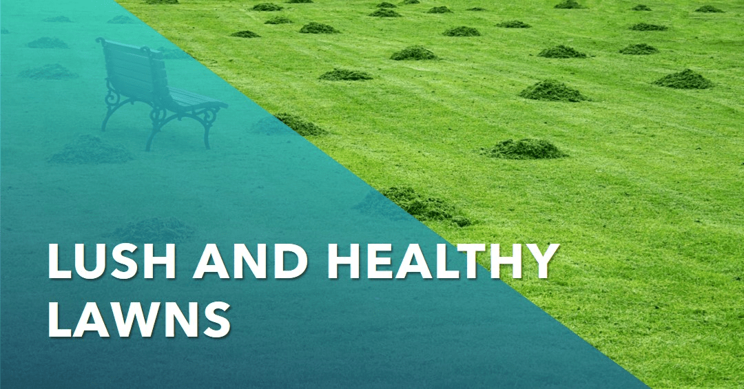 Green lawn always by one landscaping