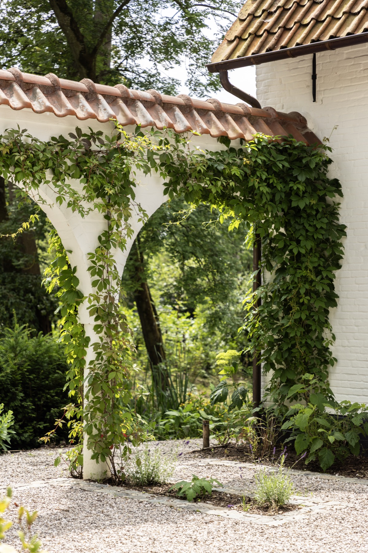Begroeide pergola met klimplanten in de tuin