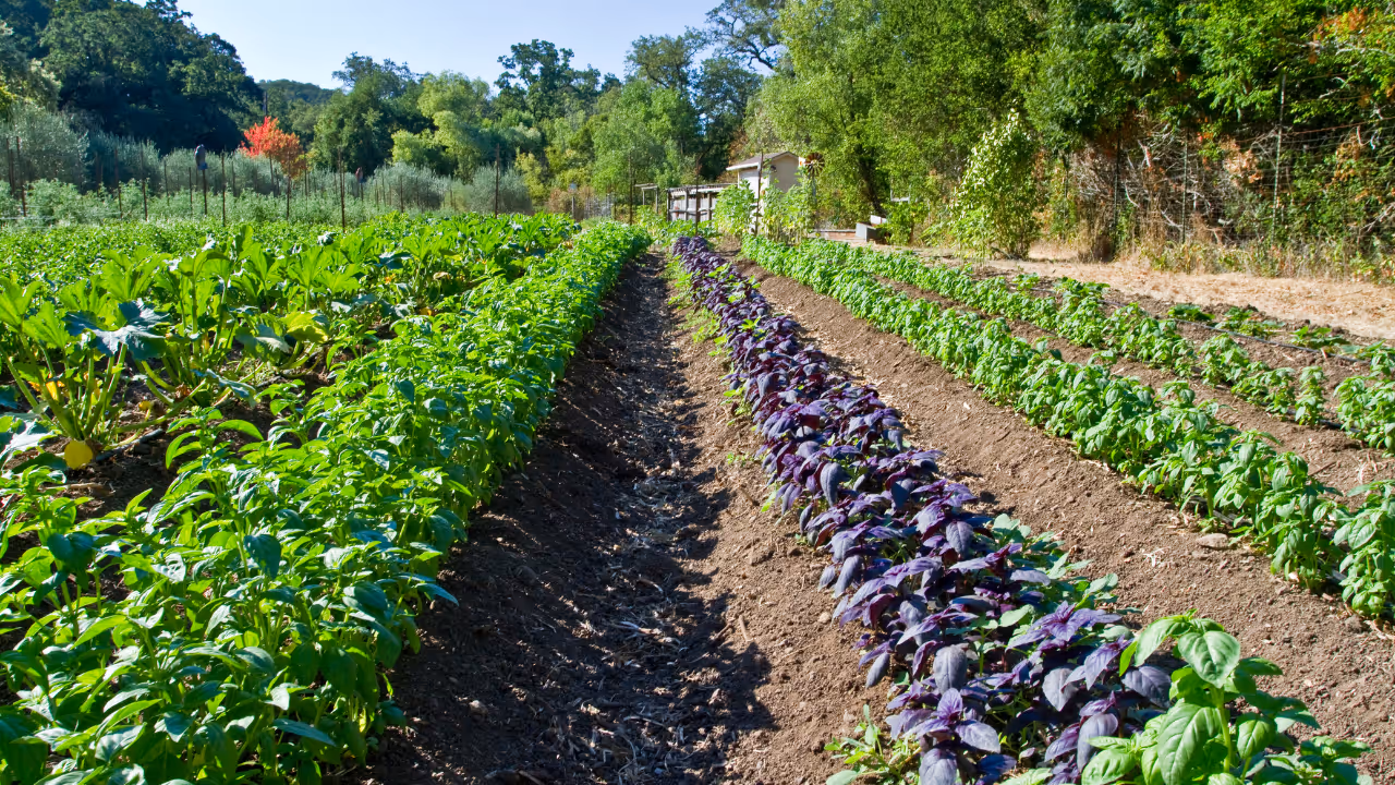 How Local Line Helped This Chicago Food Hub Sell Online
