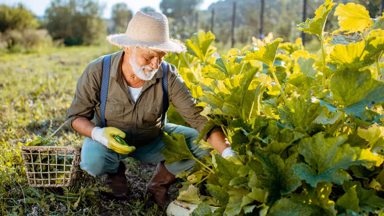 Senior man working on vegetable garden