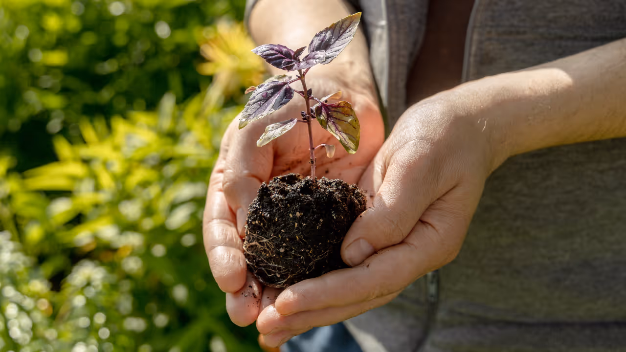 Farmer holds a basil seedling in his hands