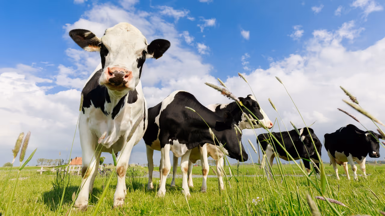 Cows on green grass pasture