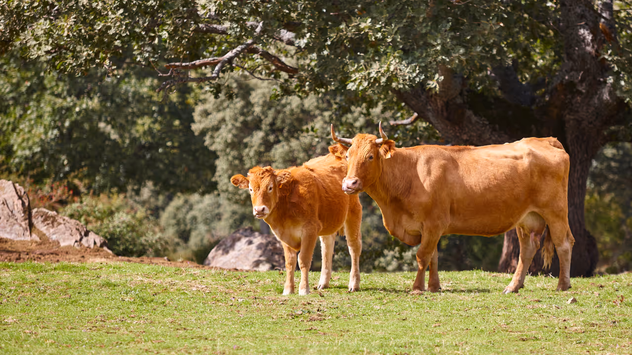 The 5-Step Marketing Funnel for Farms & Ranches