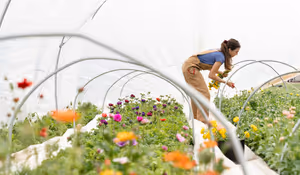 Woman picking flowers