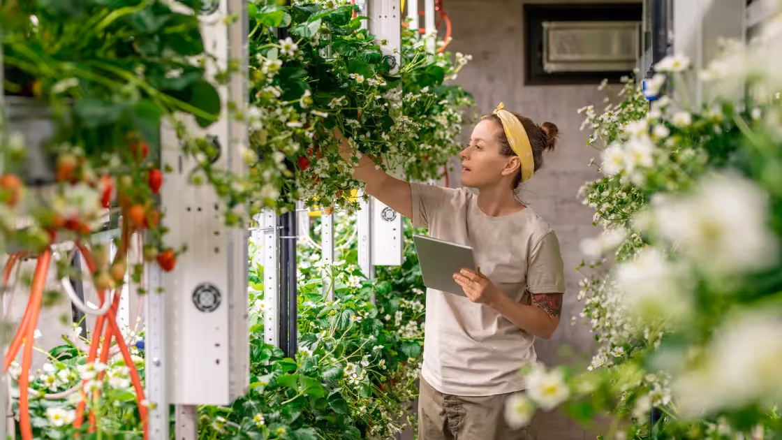 Farmer picking strawberries grown in hydroponic greenhouse holding an ipad