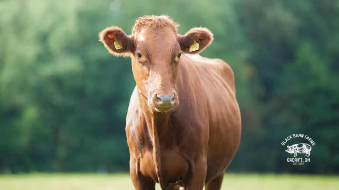 Unlocking Record Online Sales of Grass-fed Beef and Pork: Black Barn Farms