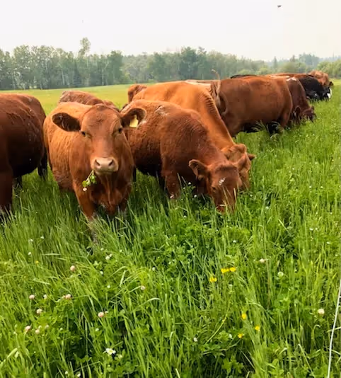 Cows on Field from Black Barn Farms