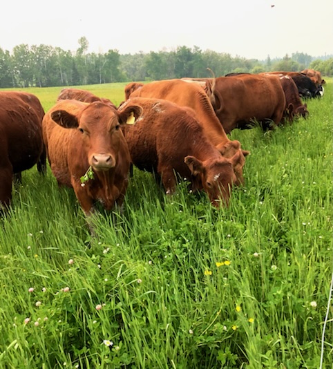 Cows on Field from Black Barn Farms