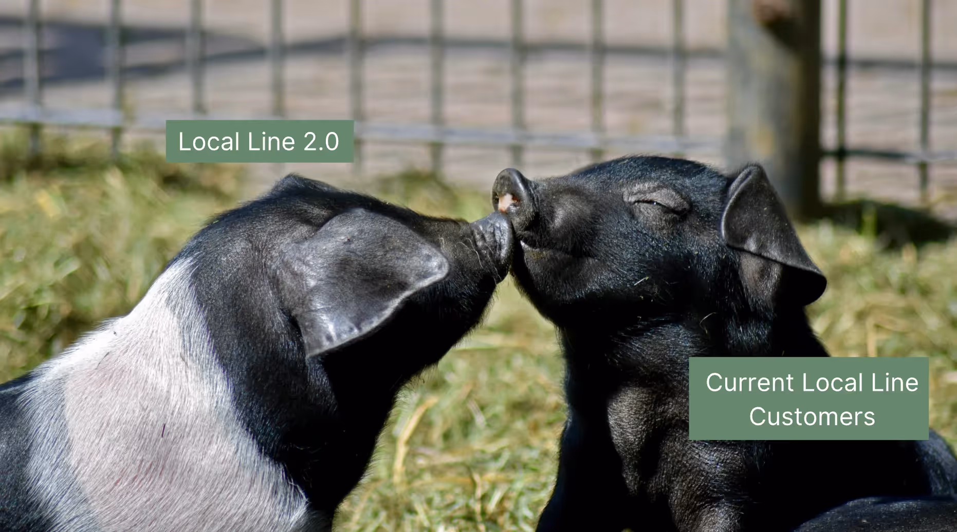 Local Line 2.0: The Best Platform Ever Built for the Local Food System
