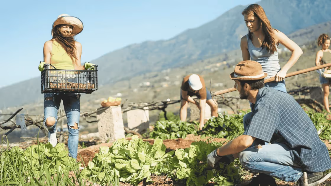 Group of farmers harvesting produce on field