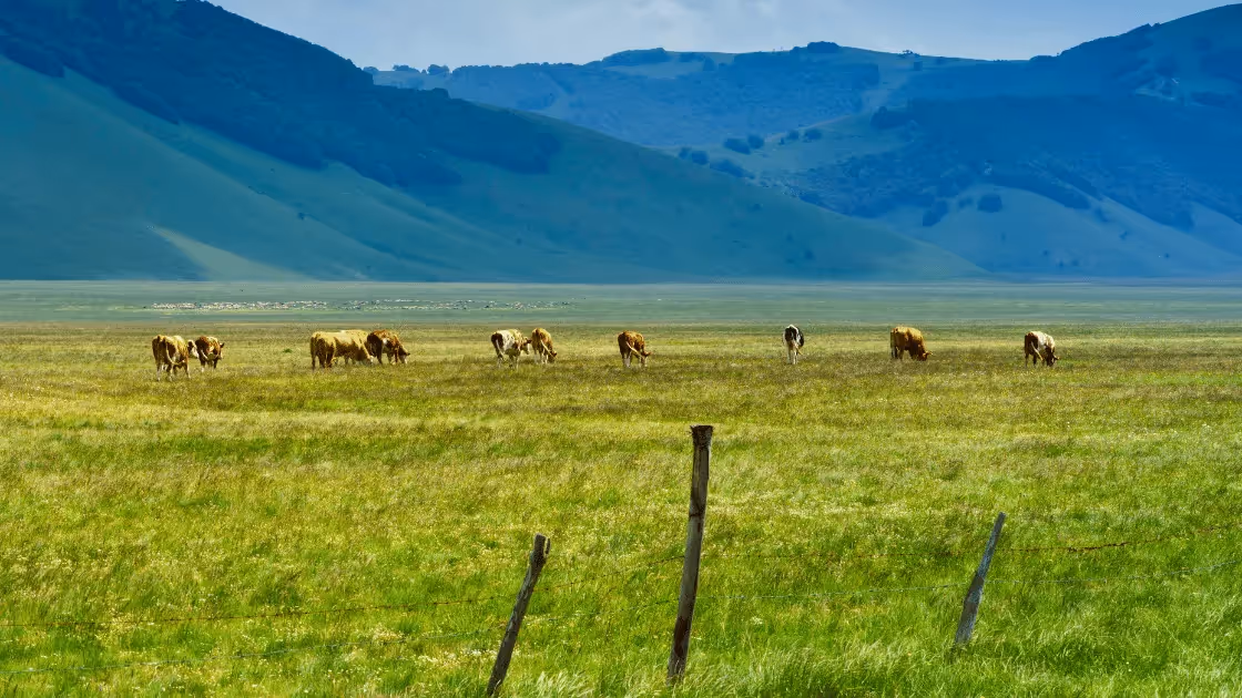 Cattle grazing on grass with mountain in background