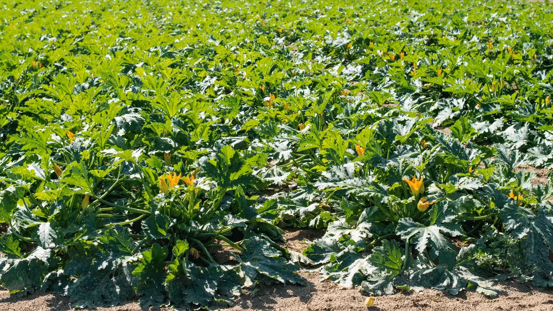 How to Sell Crops: Wholesale & Retail Guide for Farmers