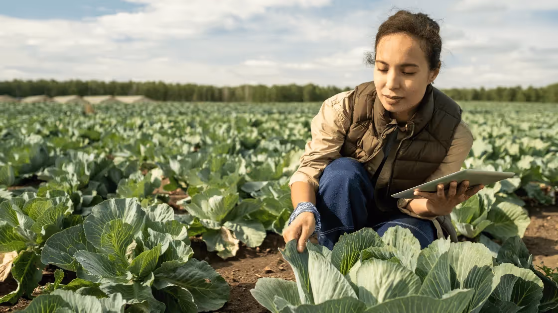 Young woman with tablet taking care of growing cabbage
