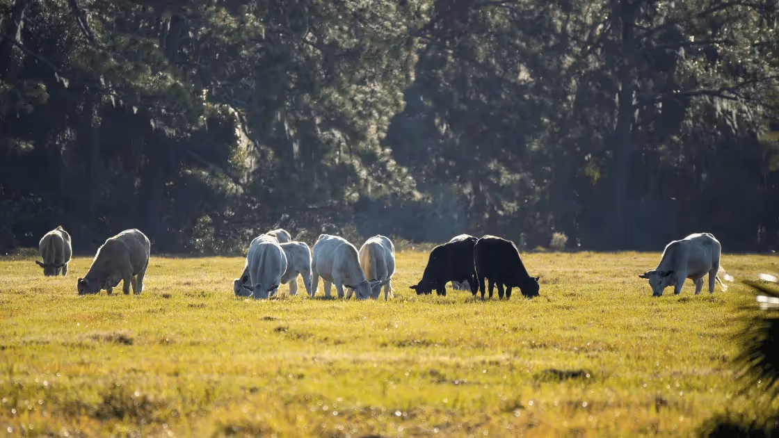 Should My Farm Offer Meat Bundles & Subscriptions?